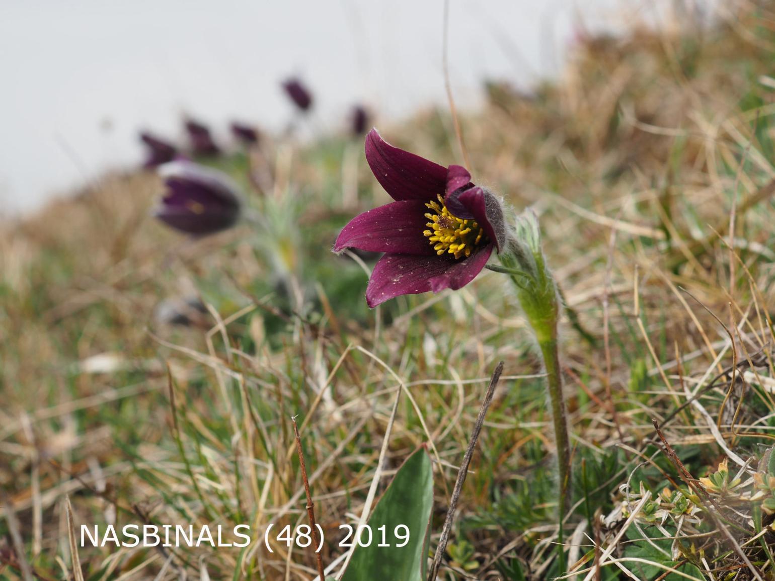 Pasque flower